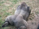 black woman twerking