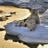 Chilled out polar bear