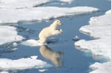 polar-bear hop