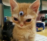 FOURTH EYE