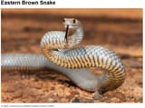 Eastern BRown Snake