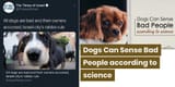 jews hate dogs