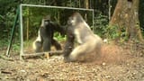 gorilla warfare