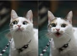 apprehensive meow
