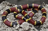snek