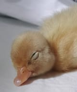 Duckie lil napper Duck