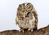 raptor-er-western-screech-owl-winston-portrait-jim-shane