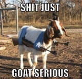 goat serious