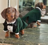 duke-dachshund-seen-undated-photo-106718326