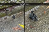 He&#039;s free
