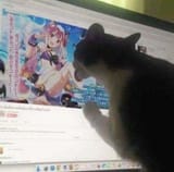 cat lick