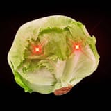 dark romaine