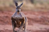 male-red-kangaroo-01-a86ddc68054647dfae431e931e97b361-2646164718