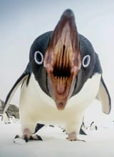 i&#039;ll noot your dick