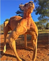 kanga