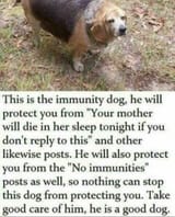 immunity dog