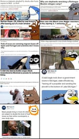 Animal attacks