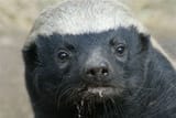 HoneyBadger