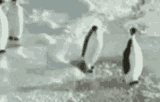 penguin-smack-penguin-slap (1)