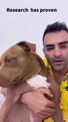 pitbull-love_thumb.jpg