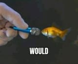 would fish