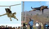 bulgaria-dog-spinning-1 (1)