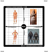 Homo Erectus - teleomorphology