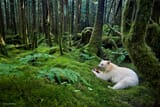Canada Spirit Bear British Columbia
