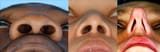 nose knows