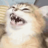 cat-laugh