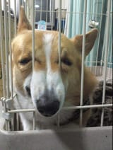Ted cruz dog