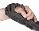 handshake-human-hand-monkey-hand-10350131