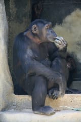 monkey-thinking-13195084