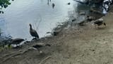 ducks