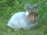 german-angora