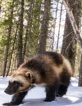 2016.03.03 - Wolverine in the Snow - Lolo Pass - Bitterroot Mountains - Idaho - Robin Carleton (1)_1