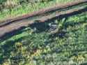 Ukrainian fighters taking down Russian ground drones with precise FPV drone strikes. WORMBUSTERS unit, 414th UAV Brigade Magyar’s Birds 20-06-2025 HD_thumb.jpg