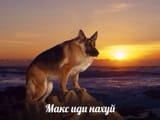 собака