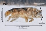 WolfCoyoteID