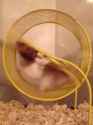 Hamster Wheel_thumb.jpg