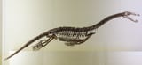 Nothosaurus marchicus