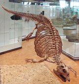 Placodus gigas