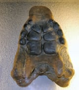 Placodus Palate Teeth