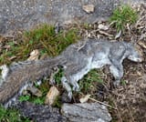 Dead-Squirrel-Symbolism-Meaning-2876218408