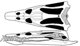 Nothosaurus Skull