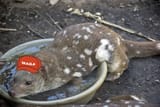 awoo quoll
