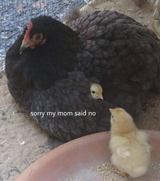 no chicken