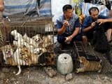 yulin907747468