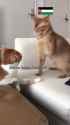 cats_thumb.jpg