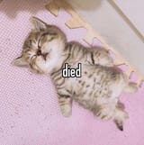 died-kitten-cat
